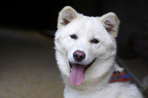 珍島犬
