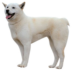トンギョンイ