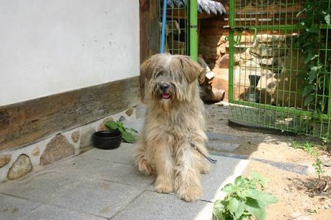 サプサル犬