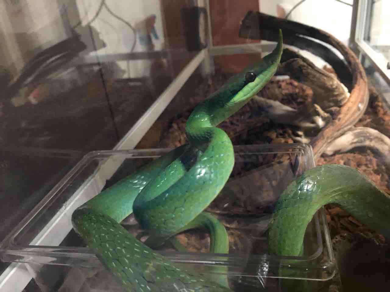 ライノラットスネーク 蛇飼育日記