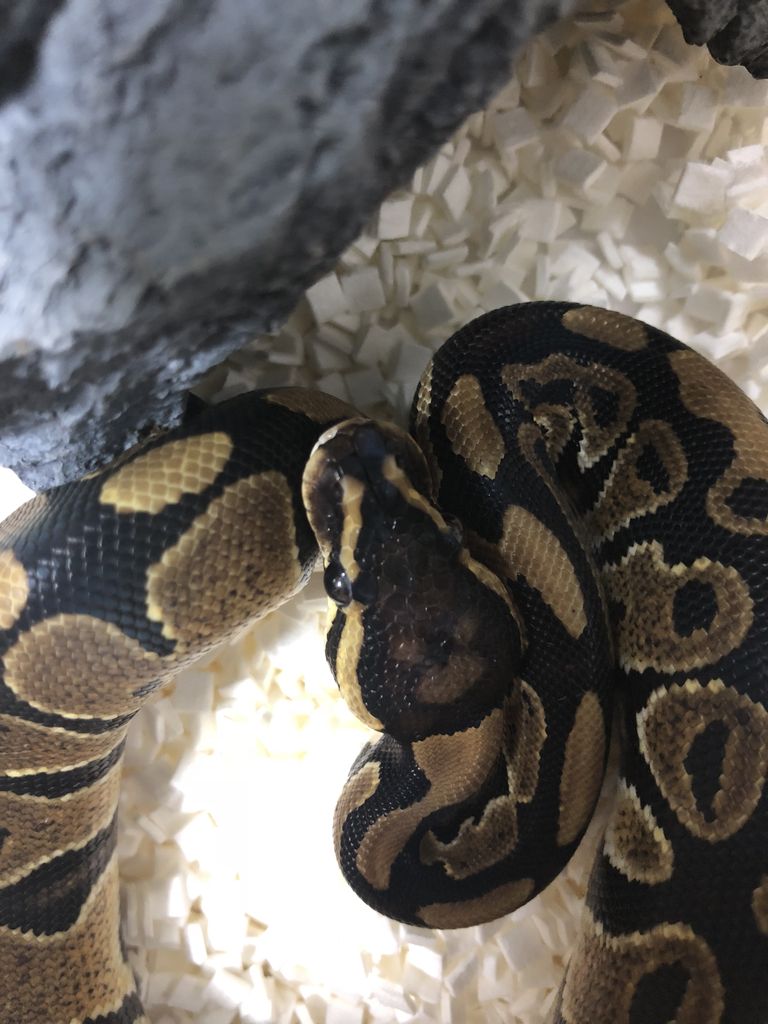 ボールパイソンの飼育 超初級向け 蛇飼育日記