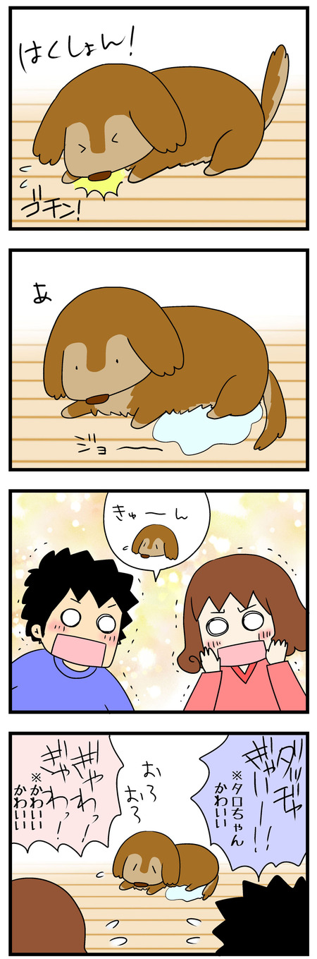 老犬のかわいさは子犬時代を凌駕する タロちゃん家 老犬のかわいさは子犬時代を凌駕する タロちゃん家