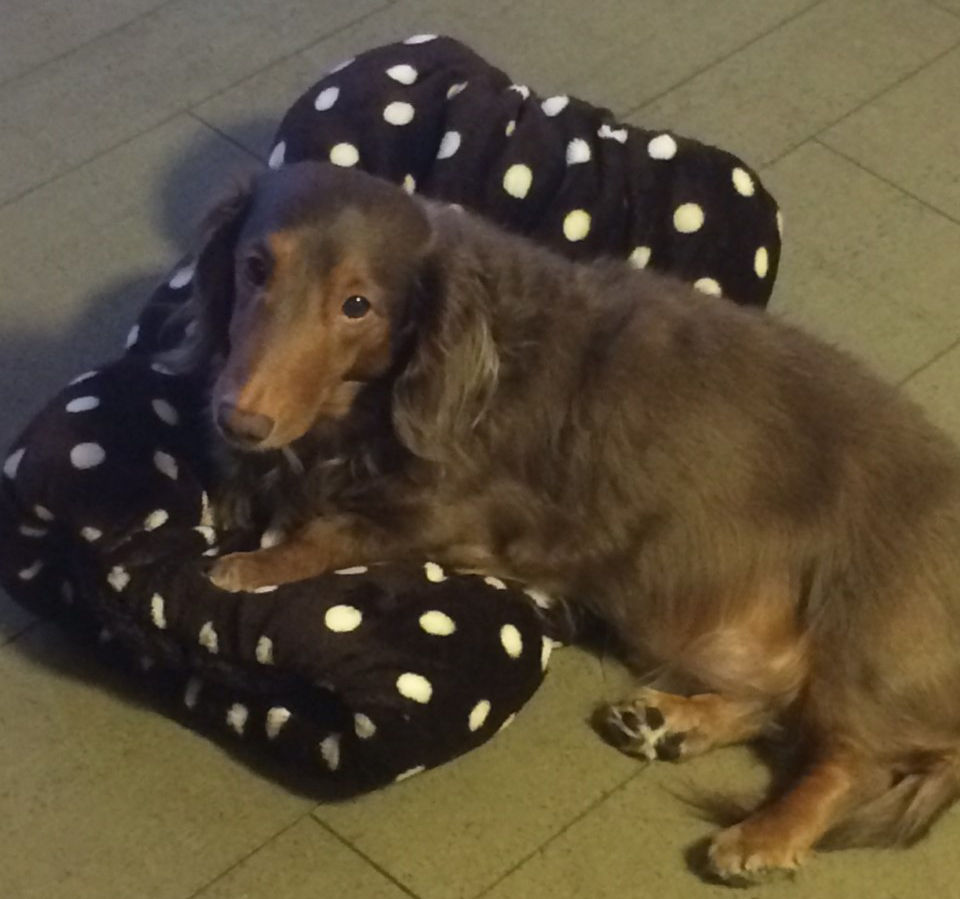 思い出話 しまホイ タロちゃん家