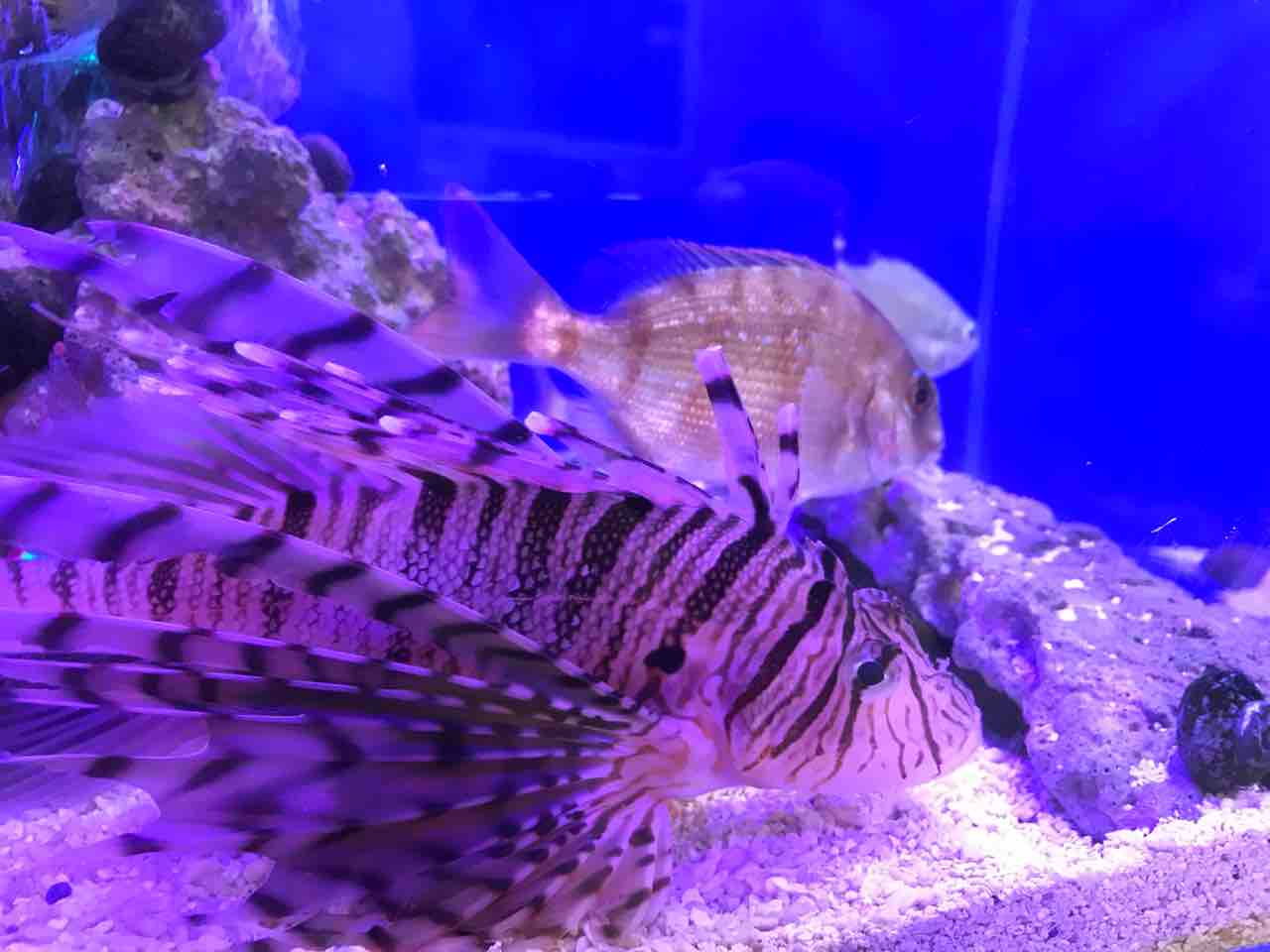 自宅のアクアリウム強化 新規魚追加 自由気ままな生活日記 自宅のアクアリウム強化 新規魚追加 自由気ままな生活日記