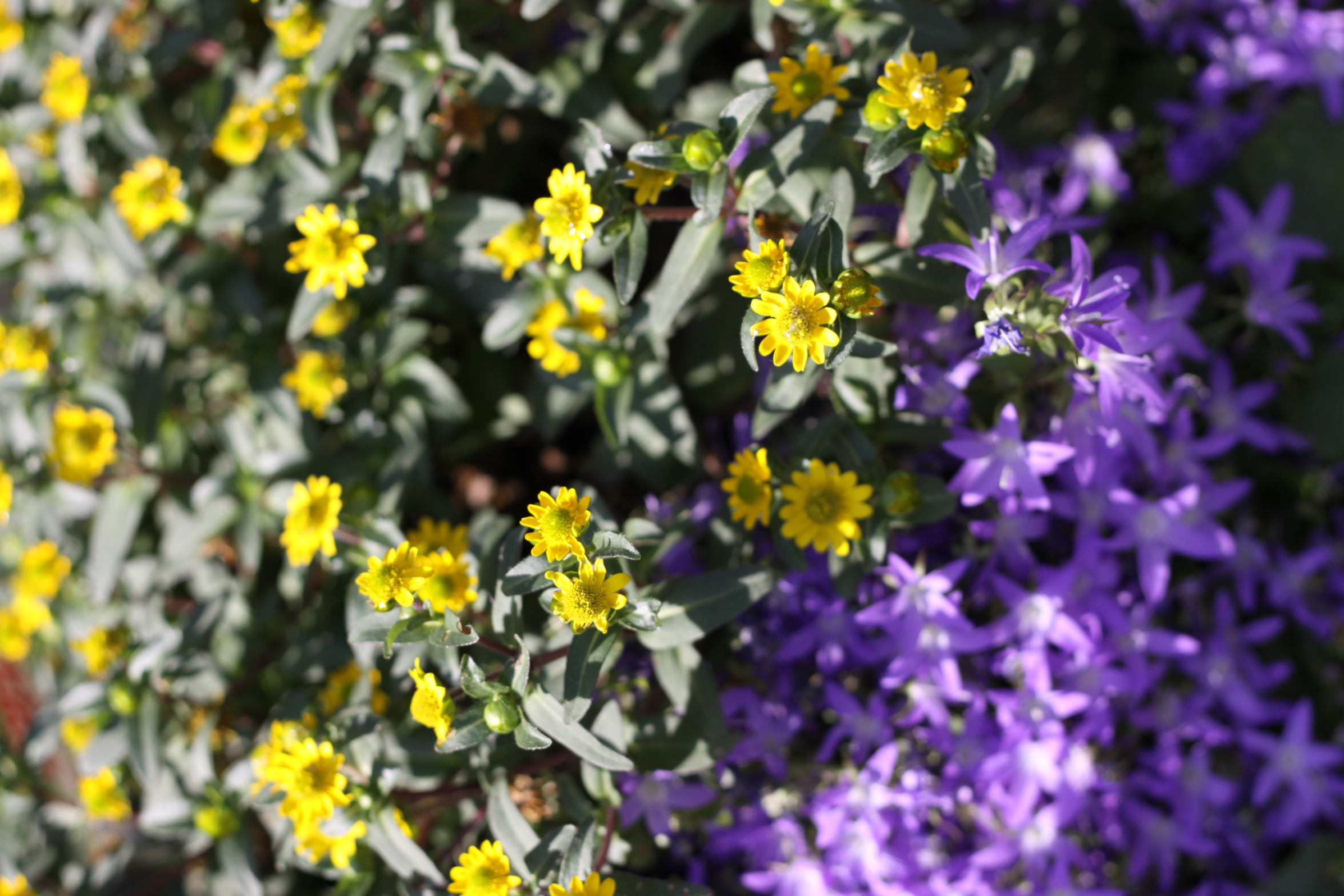 ヒマワリのミニチュア サンビタリアという花 Tta