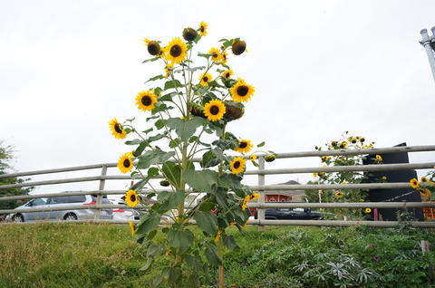 DSC08427