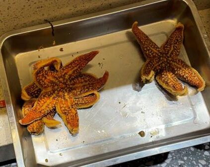 青島でヒトデを食べる マカデミアン夏夫公式blog 毎日がeverday 33 1 3 青島でヒトデを食べる マカデミアン夏夫公式blog 毎日がeverday 33 1 3