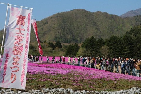 富士芝桜まつり満員御礼