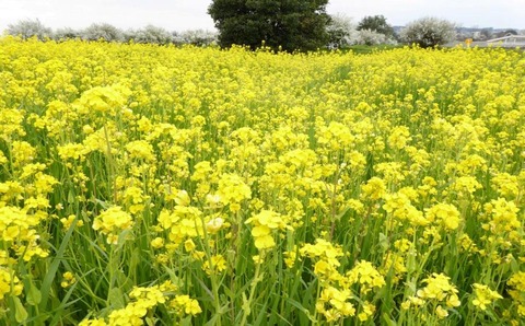 菜の花