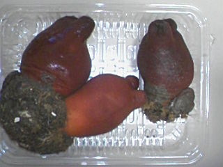 ほやほやのホヤ ダメ女のくらしの書 ほやほやのホヤ ダメ女のくらしの書