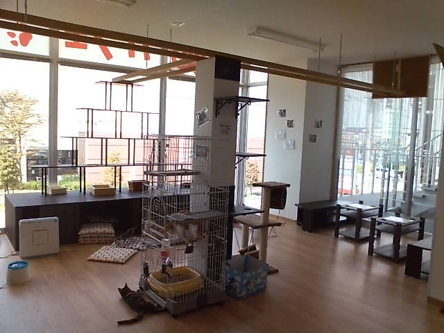 猫カフェ再び 猫カフェ ひなたぼっこ 路地裏日記