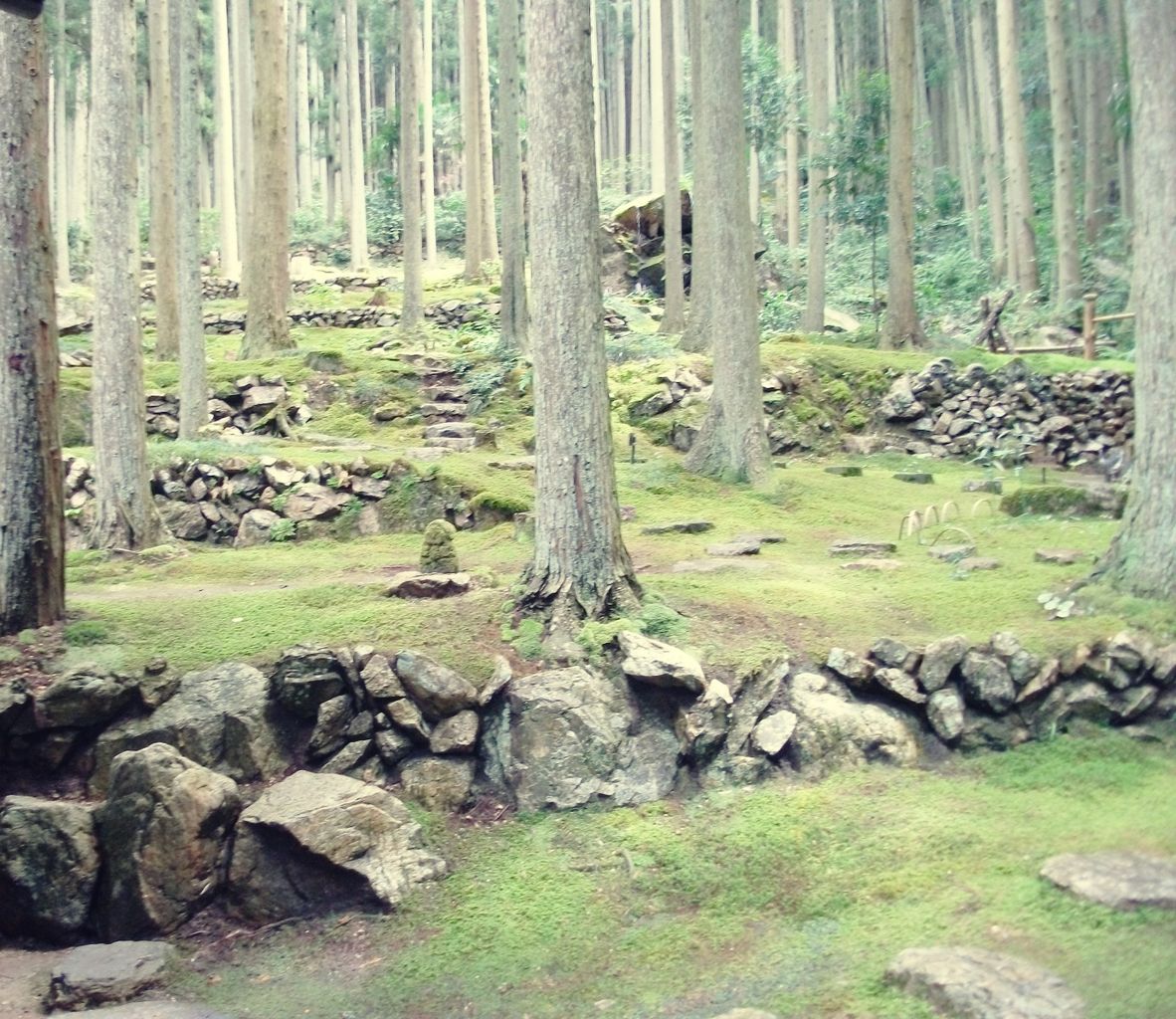 苔に覆われた森の中でリラックス 西予市の喫茶 こけむしろ 移り住んだ愛媛県で楽しみながら暮らす 苔に覆われた森の中でリラックス 西予市の喫茶 こけむしろ 移り住んだ愛媛県で楽しみながら暮らす