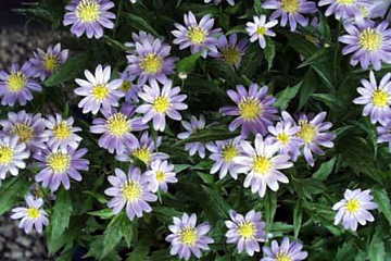 ６月２３日 沖縄慰霊の日 誕生日 スチュアート サトクリフ A Day In The Life 誕生日 誕生花