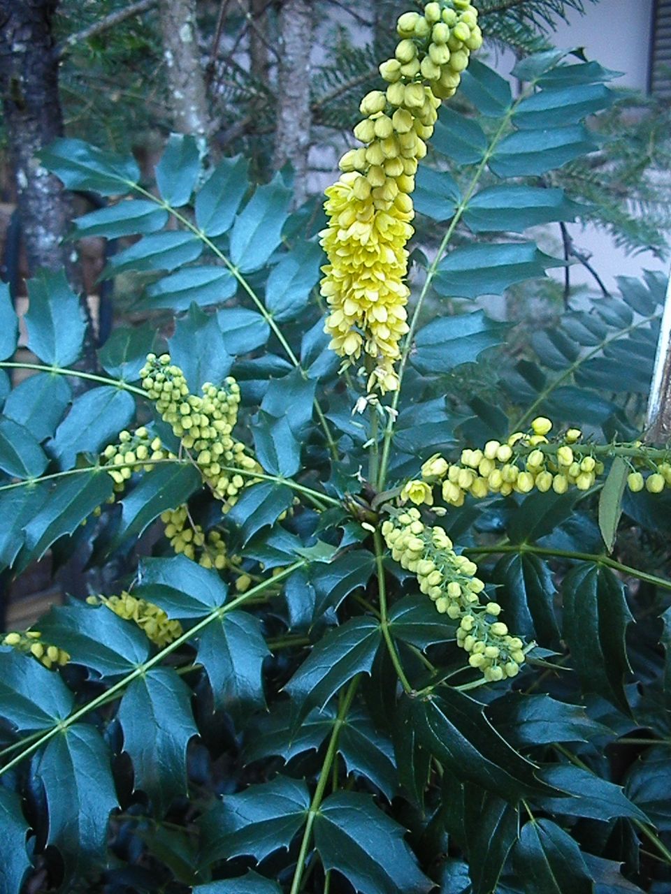 マホニア チャリティー 伽羅庵note Hunting And Gathering