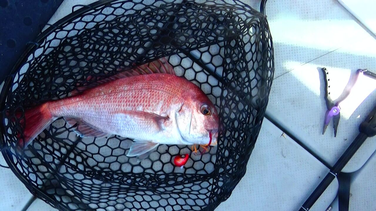 鯛ラバ松山沖 結果 釣り師が行く 鯛ラバ松山沖 結果 釣り師が行く