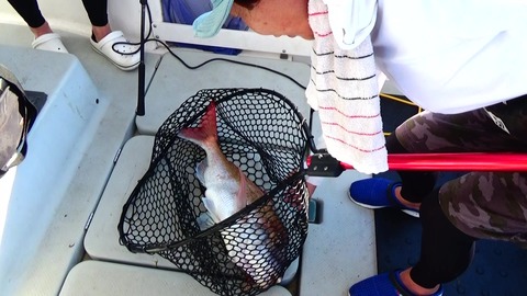 松山沖 周防大島沖ジギング 釣り師が行く