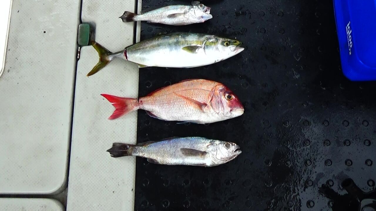 サメで大騒動 釣り師が行く