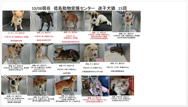 10 08現在 徳島動物愛護センター 迷子犬猫 15頭 徳島 里親募集