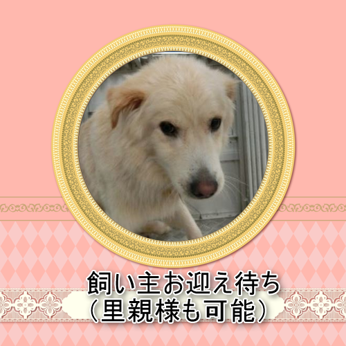 9 29現在 徳島動物愛護センター 収容動物 迷子犬猫 徳島 里親募集