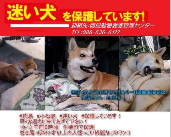 10月13日より 徳島県小松島市金磯町で 迷子犬を保護しています 徳島 里親募集 10月13日より 徳島県小松島市金磯町で 迷子犬を保護しています 徳島 里親募集