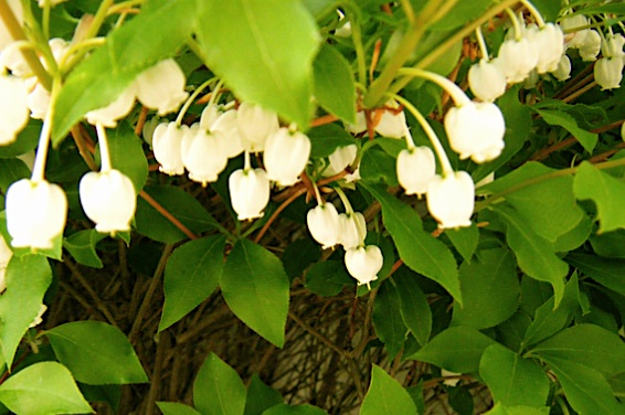 ドウダンツツジの花 永遠の破片