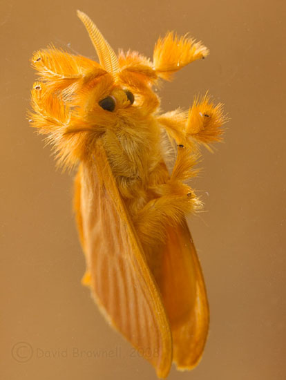 ジュエルキャタピラー へんないきもの