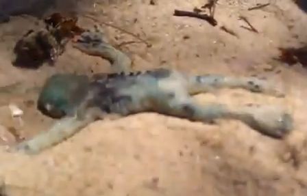 半魚人型の未確認生物写真01