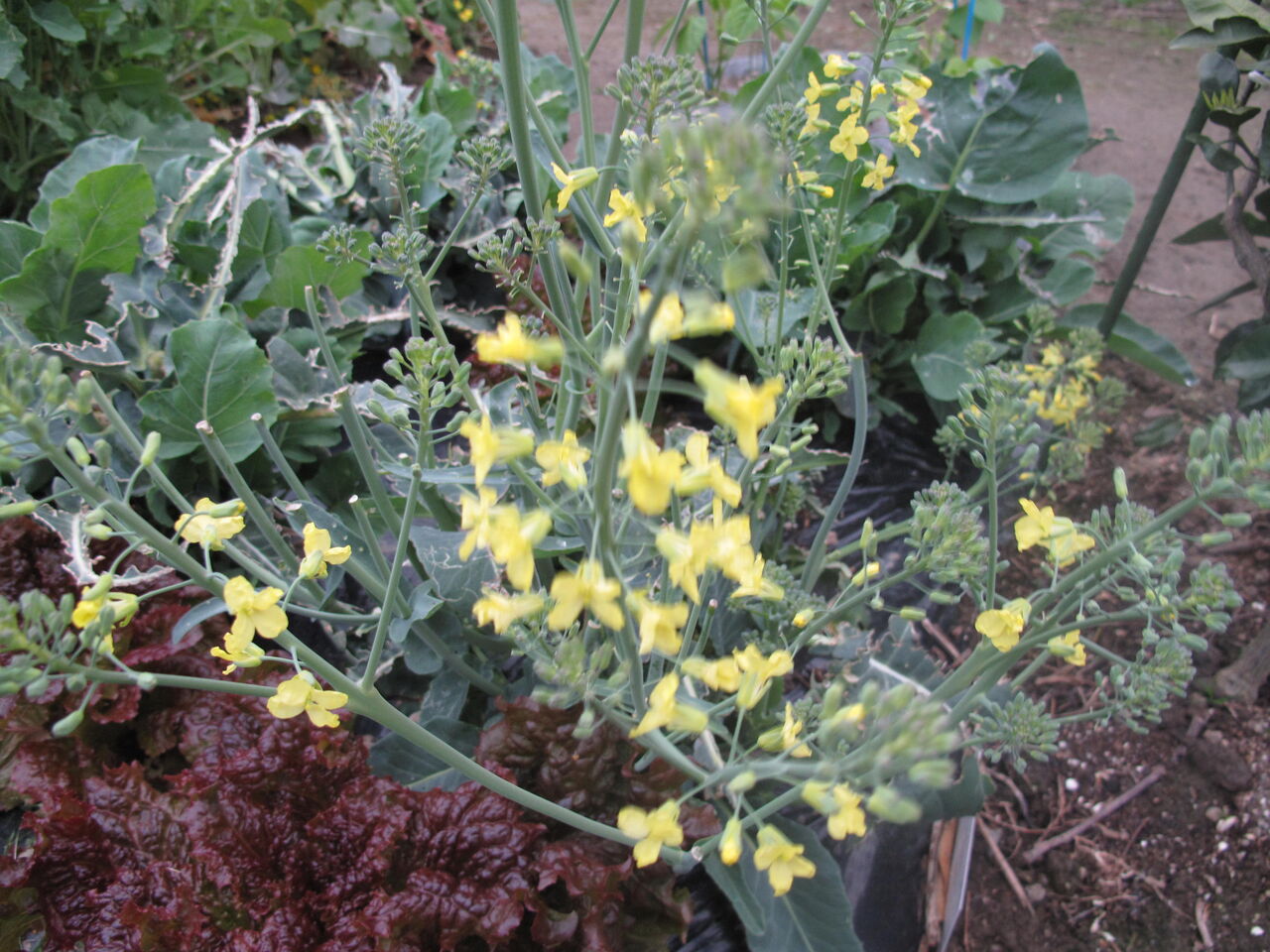 春菊の花 ピンさんの日々是好日