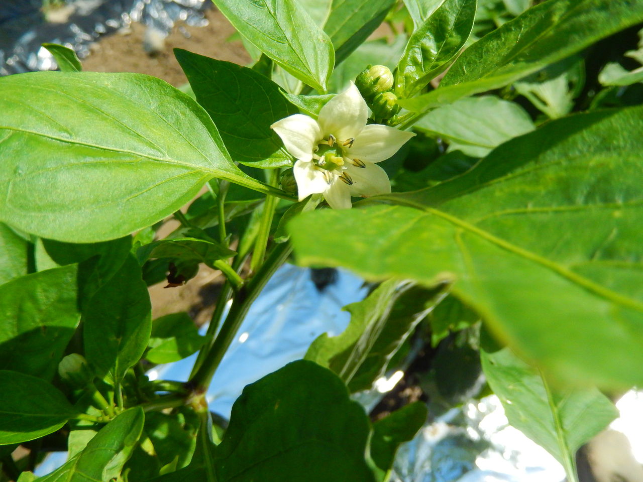 家庭菜園の野菜の花 ピンさんの日々是好日