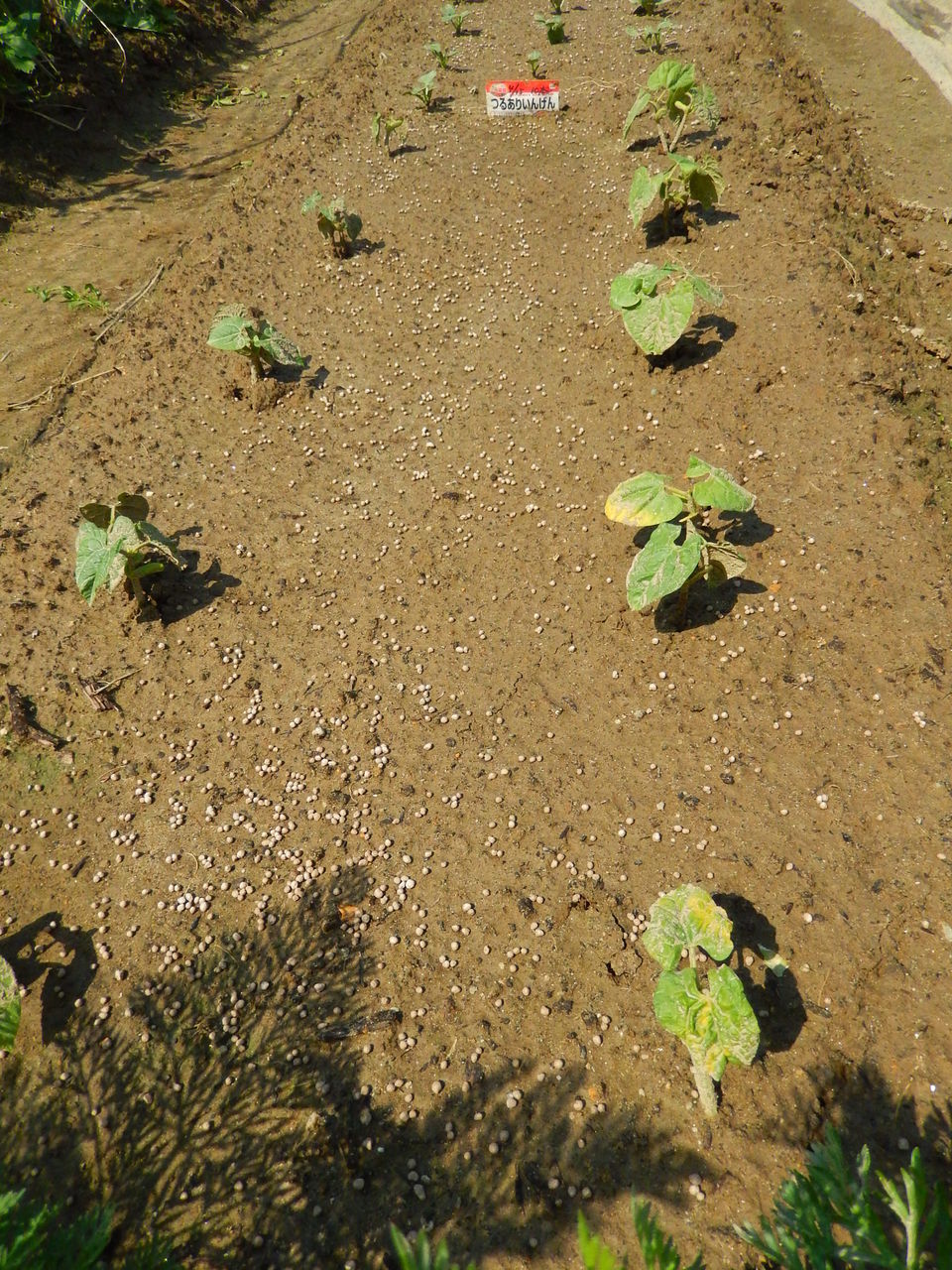 だいこん インゲン豆発芽 ピンさんの日々是好日