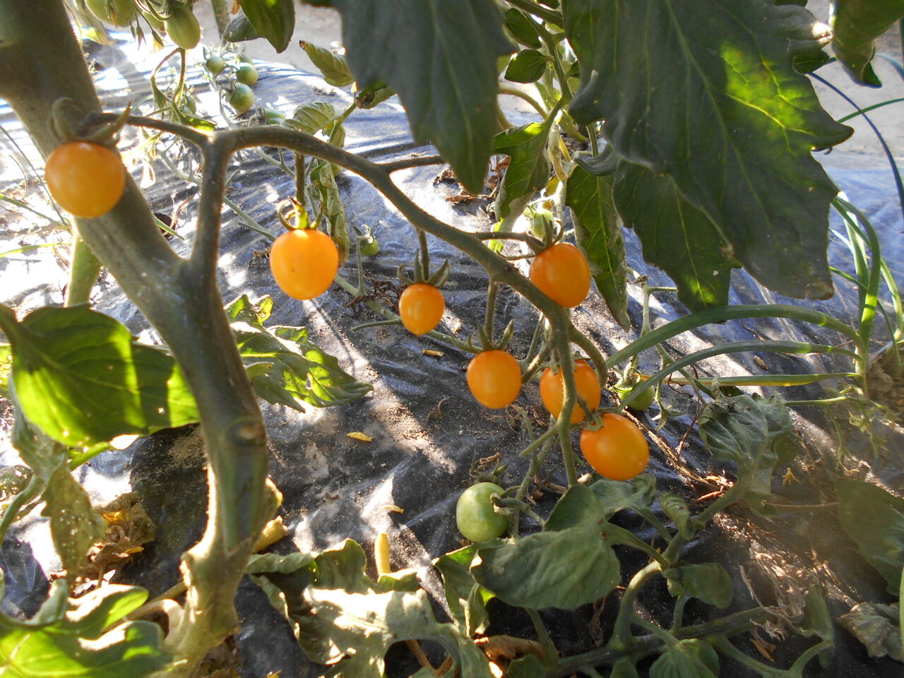 ミニトマト収穫出来る ピンさんの日々是好日