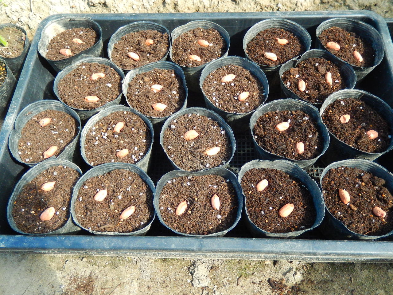 落花生植え付け ピンさんの日々是好日