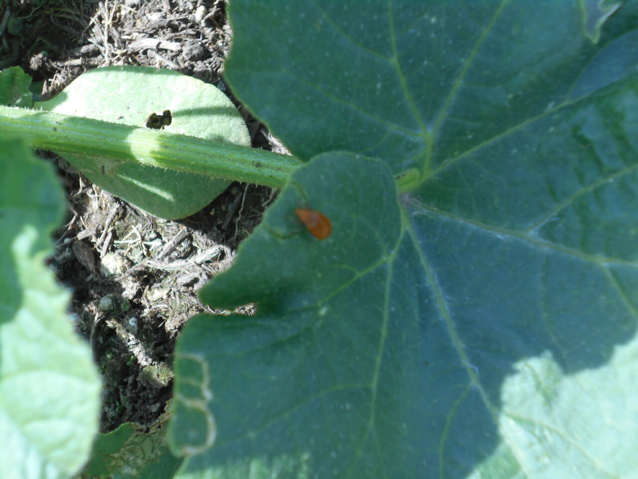 ウリハムシ虫 ピンさんの日々是好日