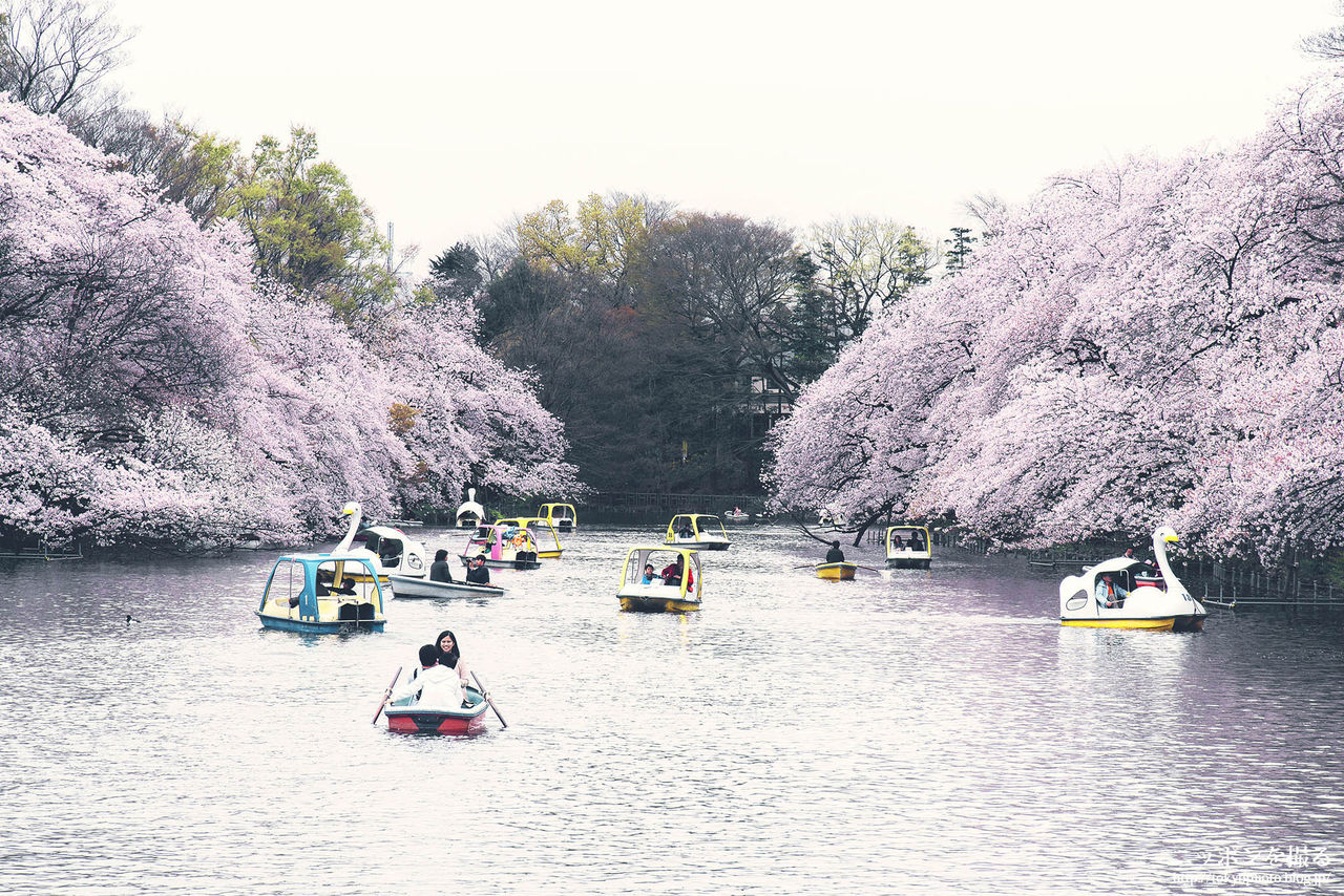 SSP ほっとできる清楚な幼なじみ 園池 桜子(箔押し) 2017 桜スイーツ！お取り寄せ・通販は新潟県高田公園の桜スイーツ