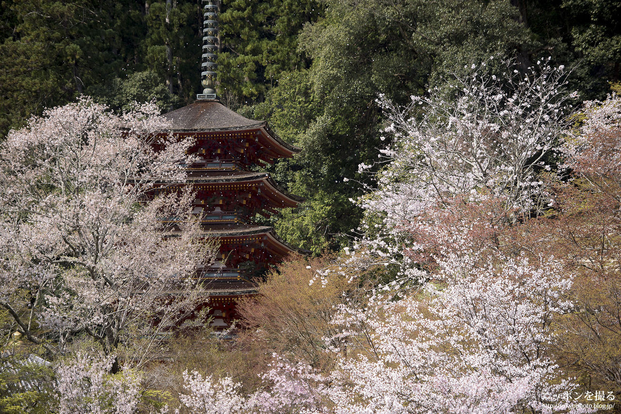 奈良の桜】長谷寺の桜吹雪がめちゃくちゃ綺麗でした : ニッポンを撮る
