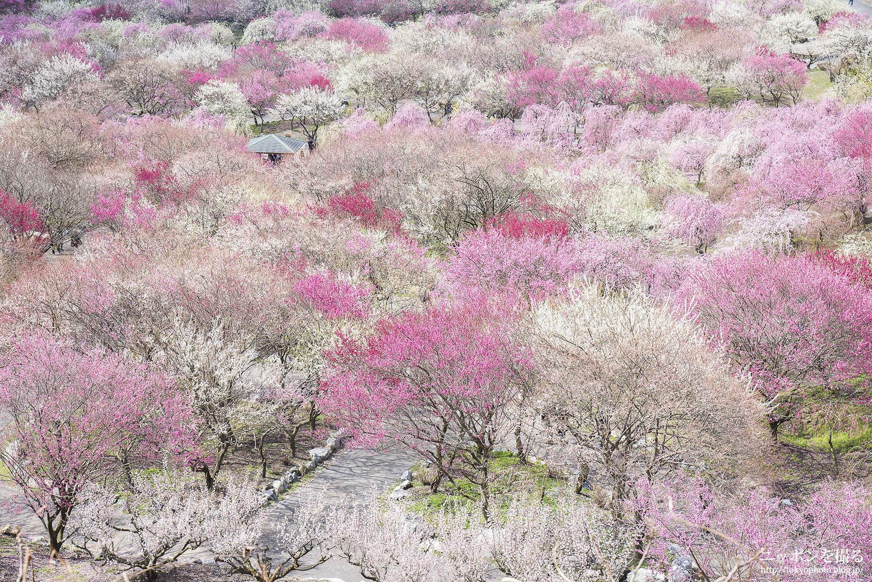 三重の梅 いなべ梅林公園で梅を撮ってきた ニッポンを撮る 三重の梅 いなべ梅林公園で梅を撮ってきた ニッポンを撮る