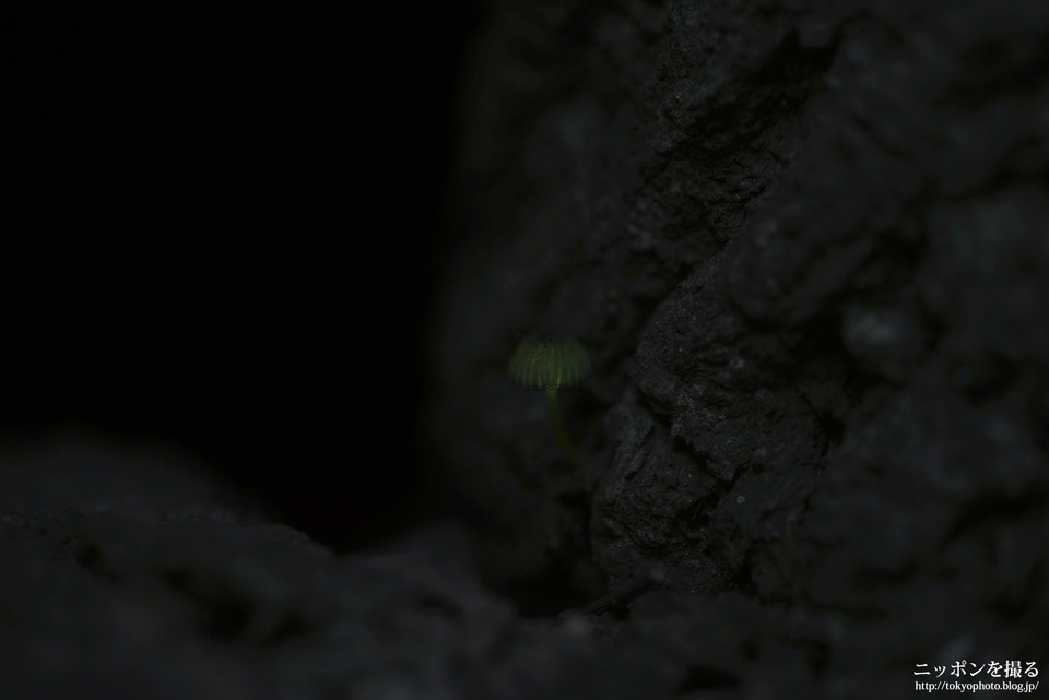 紀伊半島_三重県_熊野市_シイノトモシビタケ