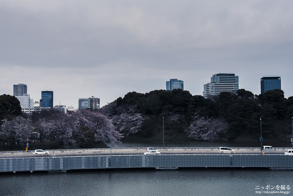 千鳥ヶ淵_桜_0020