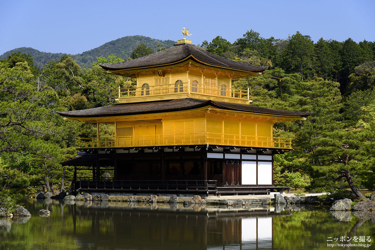 京都の新緑 金閣寺 金 緑 青 全てが鮮やかでした ニッポンを撮る 京都の新緑 金閣寺 金 緑 青 全てが鮮やかでした ニッポンを撮る