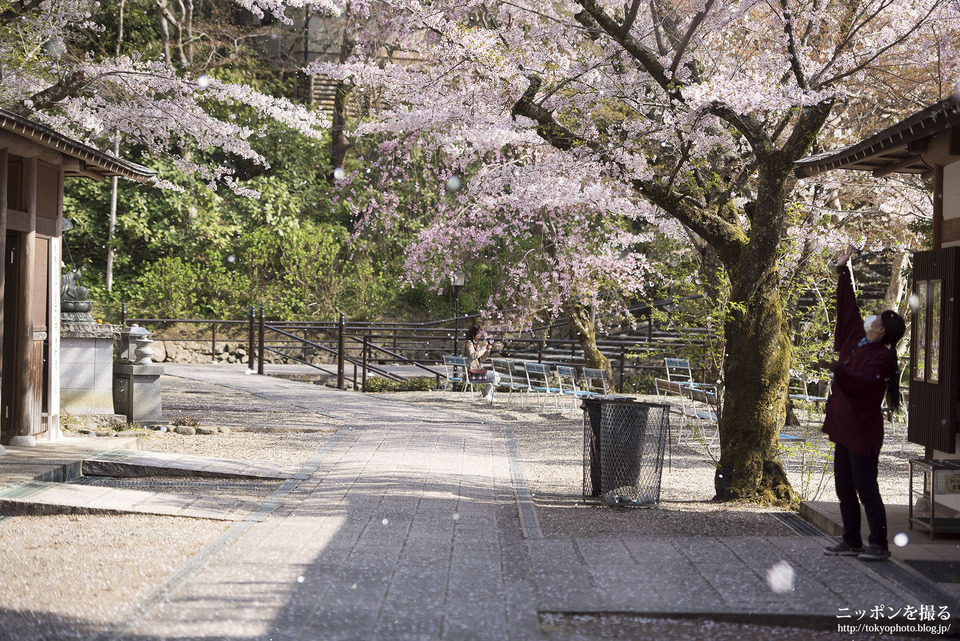 奈良県_桜井市_長谷寺_0090