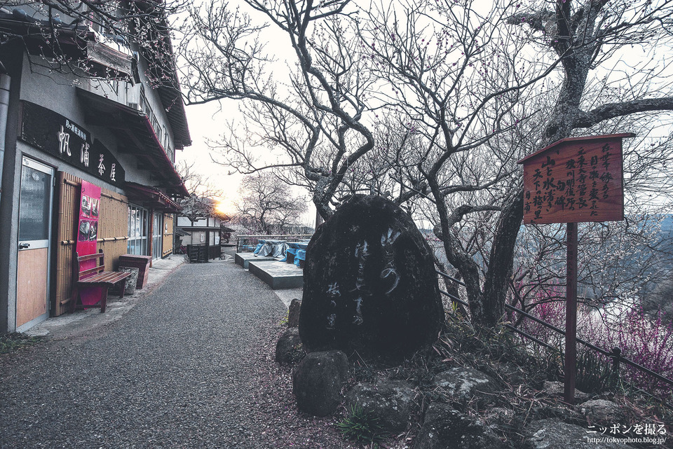 奈良県_奈良市_月ヶ瀬梅林_0089