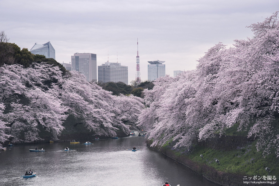 東京都_千代田区_千鳥ヶ淵_0459