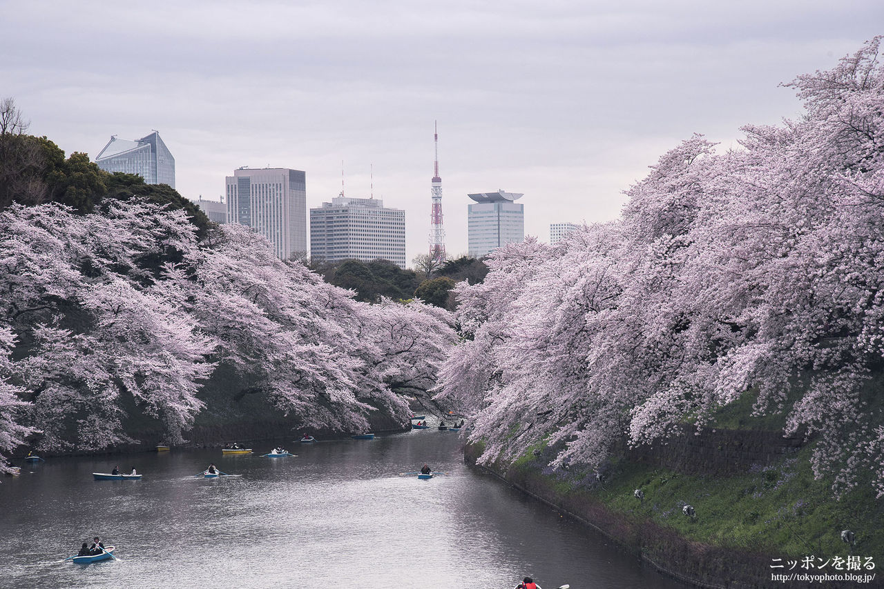 今日の1枚 千鳥ヶ淵緑道の桜 東京都千代田区 ニッポンを撮る 今日の1枚 千鳥ヶ淵緑道の桜 東京都千代田区 ニッポンを撮る