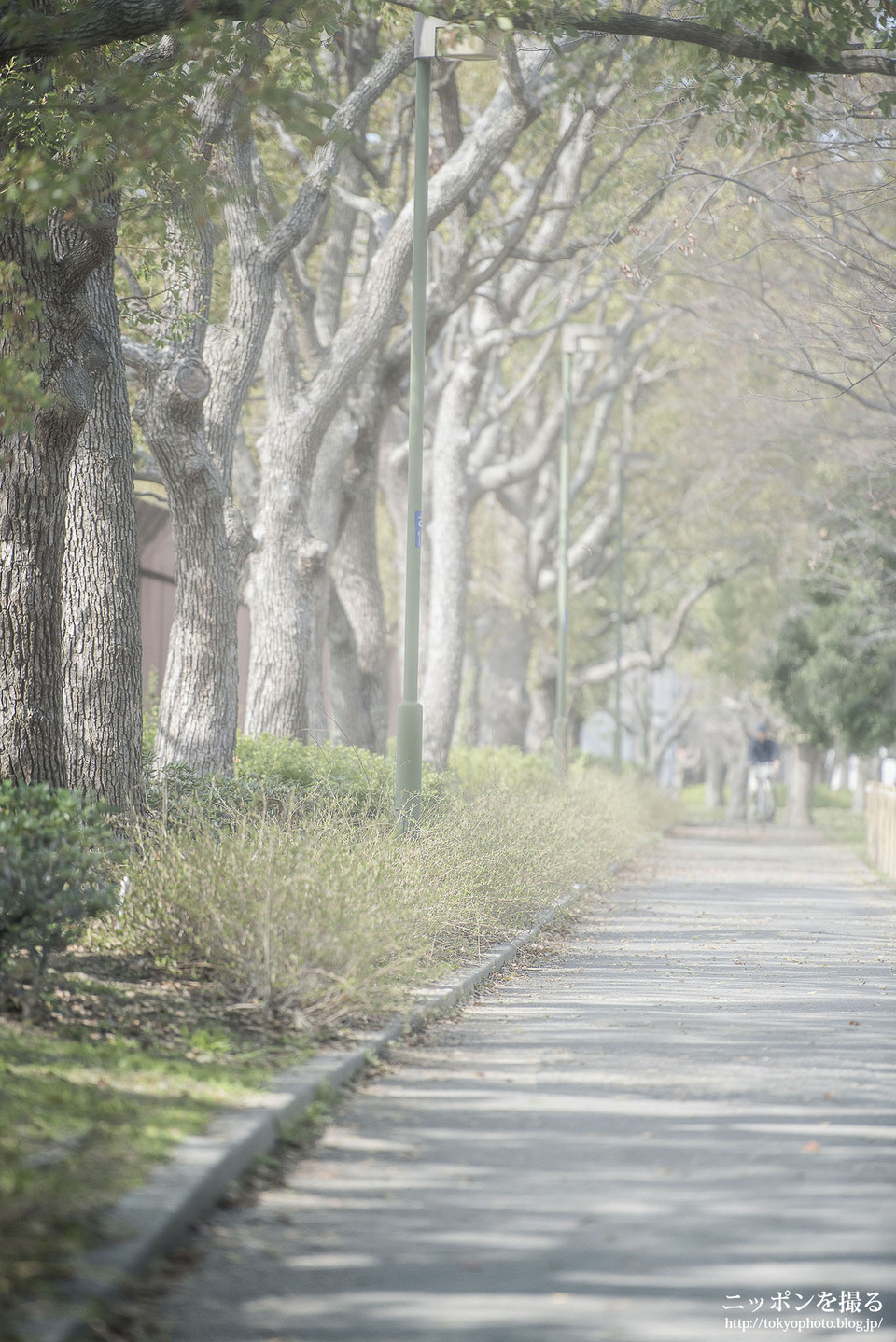 大阪府_大阪市東住吉区_長居公園_190320_0058