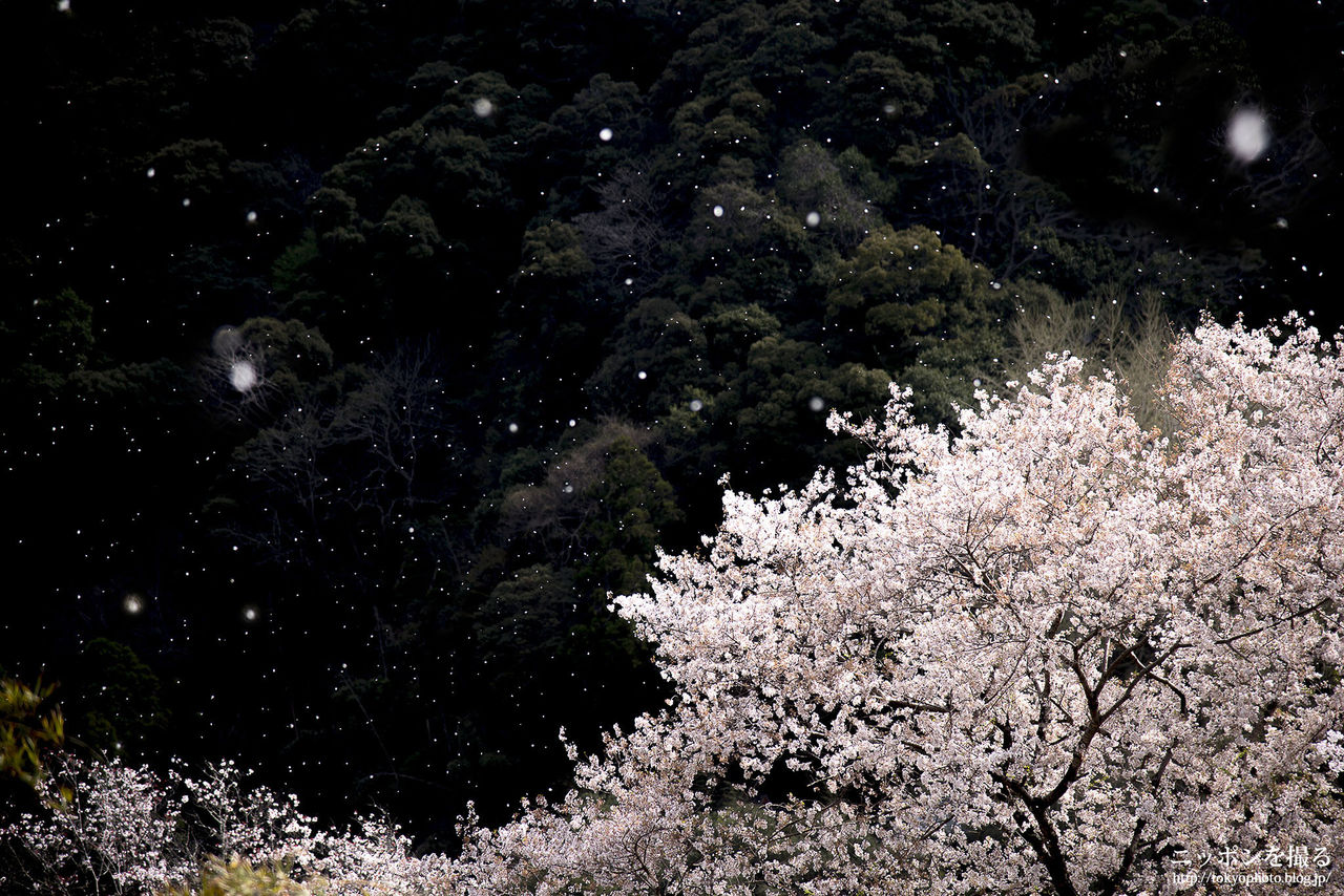 奈良の桜 長谷寺の桜吹雪がめちゃくちゃ綺麗でした ニッポンを撮る 奈良の桜 長谷寺の桜吹雪がめちゃくちゃ綺麗でした ニッポンを撮る