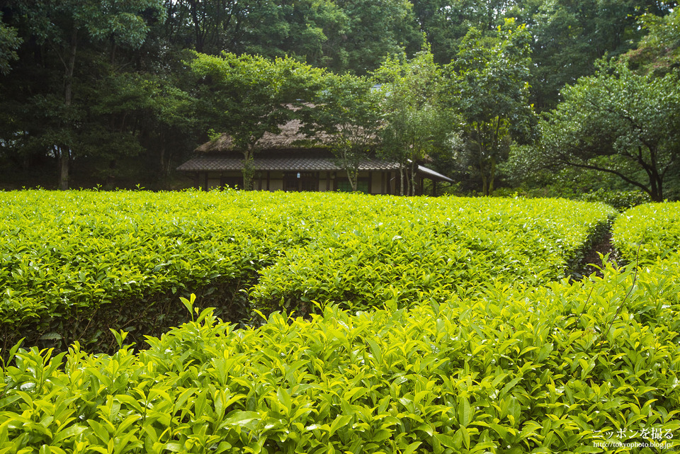 岐阜県_美濃加茂市_日本昭和村_0306