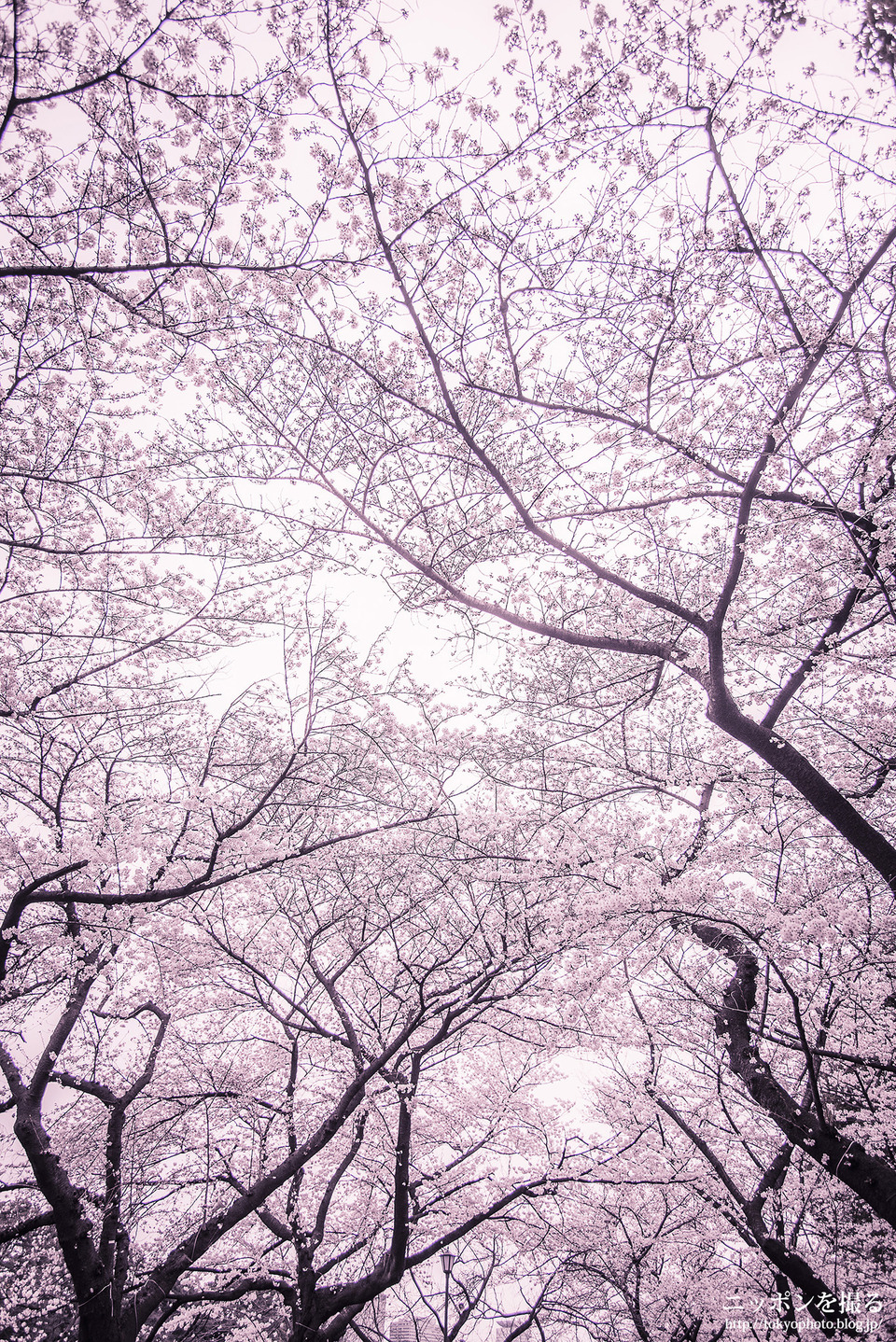 千鳥ヶ淵_桜_0022