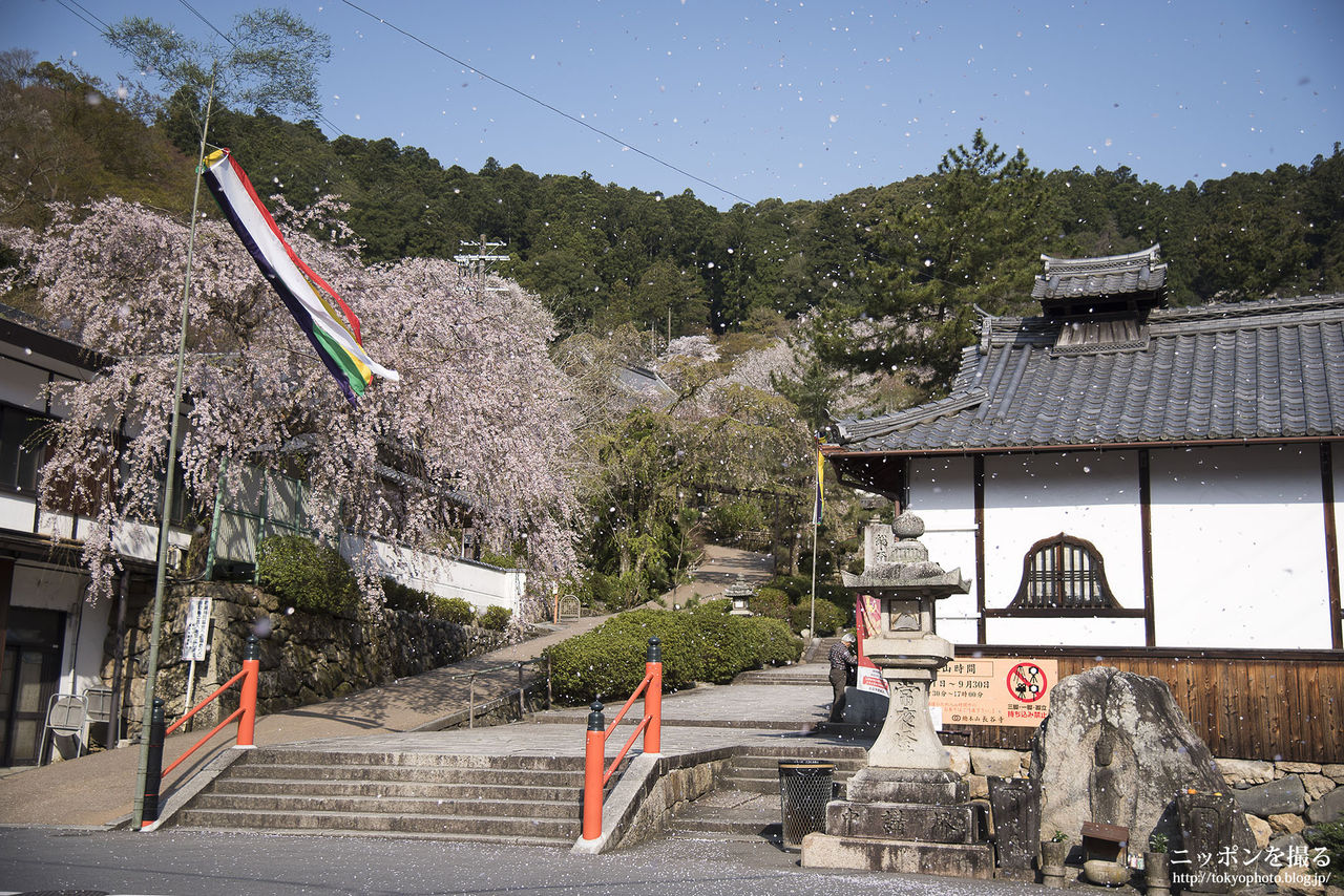 奈良の桜】長谷寺の桜吹雪がめちゃくちゃ綺麗でした : ニッポンを撮る