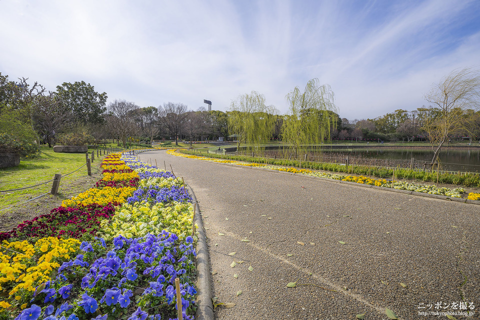 大阪府_大阪市東住吉区_長居公園_190320_0082