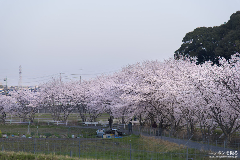 愛知県_岡崎市_奥山田のしだれ桜_0081